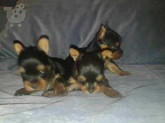 Yorkshire Terrier καθαροαιμα κουταβια ΘΕΣΣΑΛΟΝΙΚΗ 6979314054